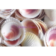 Λευκό Cockles